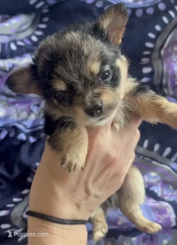 Orion , a male Chihuahua for sale in Reading, PA – 1 of 7