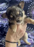 Orion , a male Chihuahua for sale in Reading, PA – 1 of 7