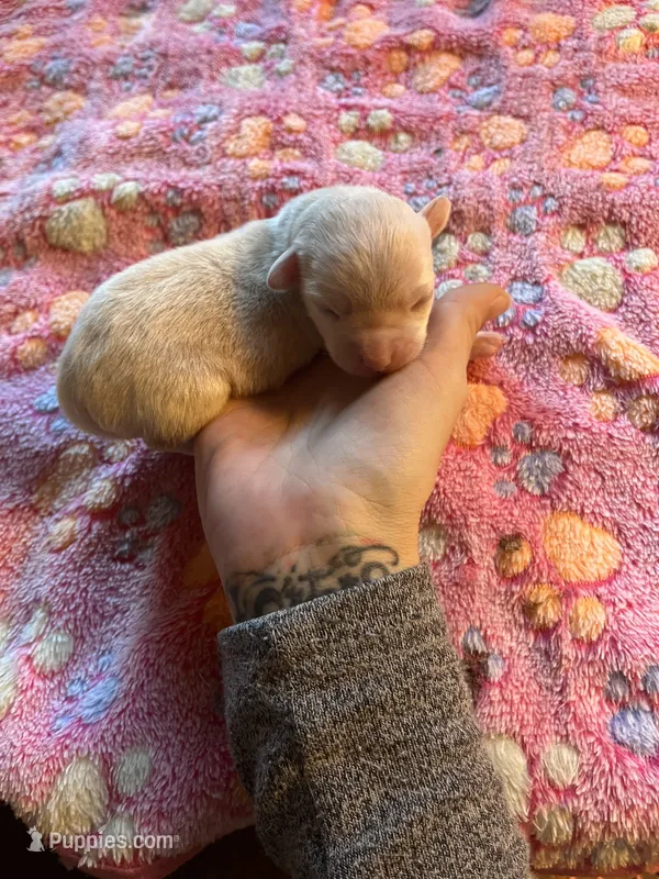 Lovies girl  – Chihuahua puppy for sale in Reading, PA