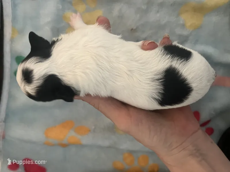 Boy 1  – Chihuahua puppy for sale in Reading, PA