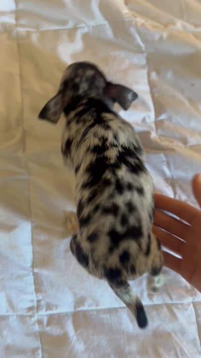 Girlie blue Merle , a female Chihuahua for sale in Reading, PA – 5 of 5