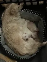 processed/3037f95f-e586-4fd0-b059-ecb230abbd28/listing/68c0c586-bf63-4848-98d3-fc1702c9f2d7/202ca598-7fed-4ae3-a03c-b1fe0191bcb6