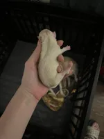 processed/3037f95f-e586-4fd0-b059-ecb230abbd28/listing/68c0c586-bf63-4848-98d3-fc1702c9f2d7/2acee541-9837-4074-b4d9-7a26fe1ec166