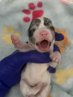 Teacup boy , a male Chihuahua for sale in Reading, PA – 4 of 5