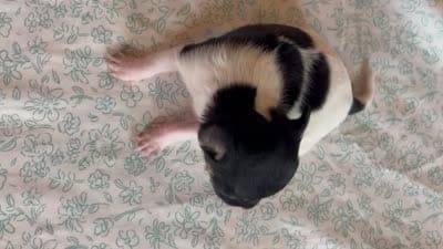 Tina , a female Chihuahua for sale in Reading, PA – 5 of 6