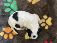 Boy 1 , a male Chihuahua for sale in Reading, PA – 2 of 3
