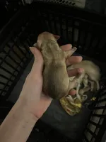 processed/3037f95f-e586-4fd0-b059-ecb230abbd28/listing/6f3ec842-8822-4bb4-af13-dae9f2ee7acd/097b2e8b-5693-4f6b-830e-3176bf0acef4