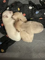 processed/3037f95f-e586-4fd0-b059-ecb230abbd28/listing/6f3ec842-8822-4bb4-af13-dae9f2ee7acd/c4519850-cab1-4bbe-91cc-2d8f1e40f4e9