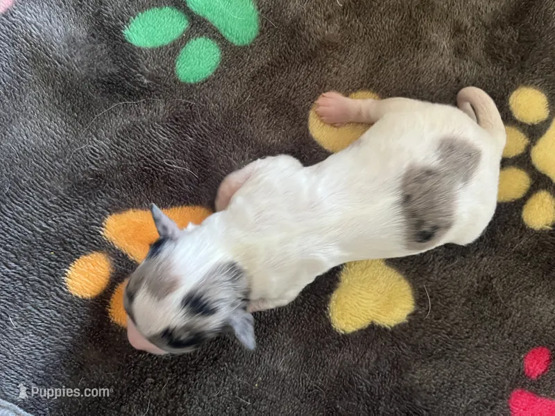 Boy 3 SUPER SMALL!  – Chihuahua puppy for sale in Reading, PA