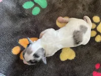 Boy 3 SUPER SMALL! , a male Chihuahua for sale in Reading, PA – 1 of 3