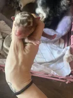 Bongo, a male Chihuahua for sale in Reading, PA – Photo 6 of 8