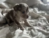 Bongo chocolate Merle, a male Chihuahua for sale in Reading, PA – Photo 2 of 10