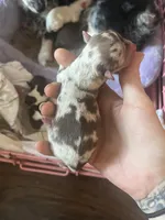 Bongo, a male Chihuahua for sale in Reading, PA – Photo 7 of 8