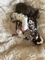 Bongo, a male Chihuahua for sale in Reading, PA – Photo 8 of 8