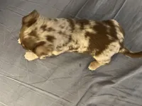 Bongo, a male Chihuahua for sale in Reading, PA – Photo 2 of 8