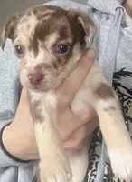 Bongo chocolate Merle, a male Chihuahua for sale in Reading, PA – Photo 1 of 10