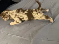 Bongo, a male Chihuahua for sale in Reading, PA – Photo 3 of 8