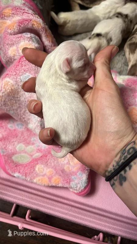 Tiny Tim  – Chihuahua puppy for sale in Reading, PA