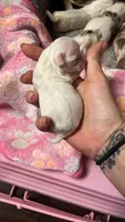 Tiny Tim , a male Chihuahua for sale in Reading, PA – 1 of 5