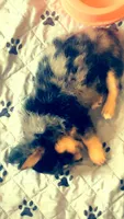 Orion , a male Chihuahua for sale in Reading, PA – 4 of 7