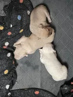 processed/3037f95f-e586-4fd0-b059-ecb230abbd28/listing/981c275c-1cd1-466c-9dfa-077e1169ac41/3c96dccc-00d8-4856-ab72-6bfd82e74dd0