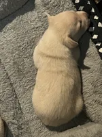 processed/3037f95f-e586-4fd0-b059-ecb230abbd28/listing/981c275c-1cd1-466c-9dfa-077e1169ac41/56055f15-4ba5-4005-8ecb-57b122ce61ef