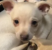 Lil man , a male Chihuahua and Pomchi for sale in Reading, PA – Photo 1 of 7