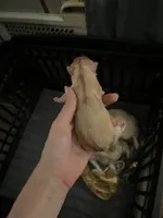 processed/3037f95f-e586-4fd0-b059-ecb230abbd28/listing/981c275c-1cd1-466c-9dfa-077e1169ac41/ea3f95d4-a7c1-4b9a-bebe-cdbde6d601da