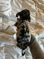 Girlie blue Merle , a female Chihuahua for sale in Reading, PA – 1 of 5