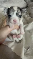 Teacup boy , a male Chihuahua for sale in Reading, PA – 2 of 9