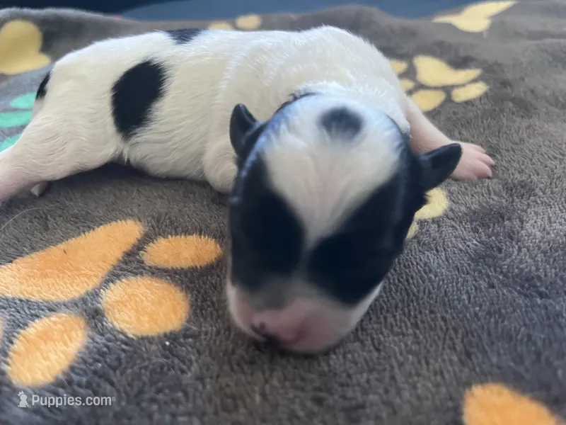 Boy 1  – Chihuahua puppy for sale in Reading, PA
