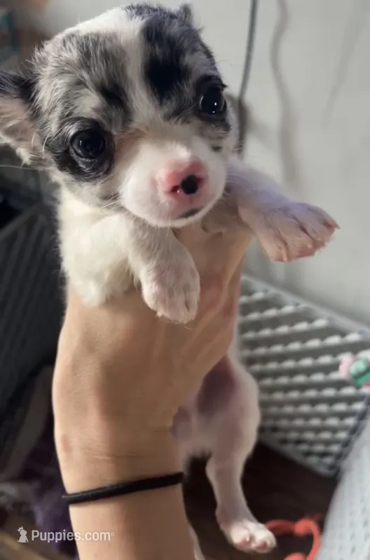 George blue eye  – Chihuahua puppy for sale in Reading, PA