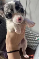 George blue eye , a male Chihuahua for sale in Reading, PA – 1 of 9