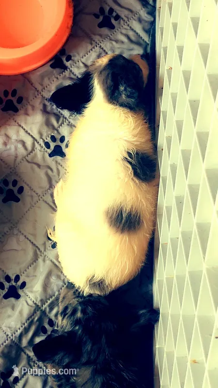 Izzy  – Chihuahua puppy for sale in Reading, PA