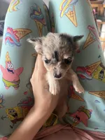 Aura , a female Chihuahua for sale in Reading, PA – 3 of 7