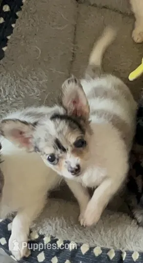 Aura  – Chihuahua puppy for sale in Reading, PA