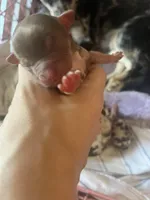 Nugget , a female Chihuahua for sale in Reading, PA – Photo 3 of 5