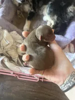 Nugget , a female Chihuahua for sale in Reading, PA – Photo 4 of 5