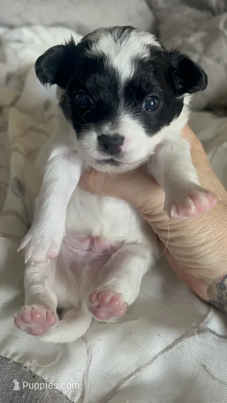 Boy 1  – Chihuahua puppy for sale in Reading, PA