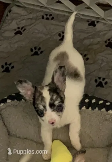 George – Chihuahua puppy for sale in Reading, PA