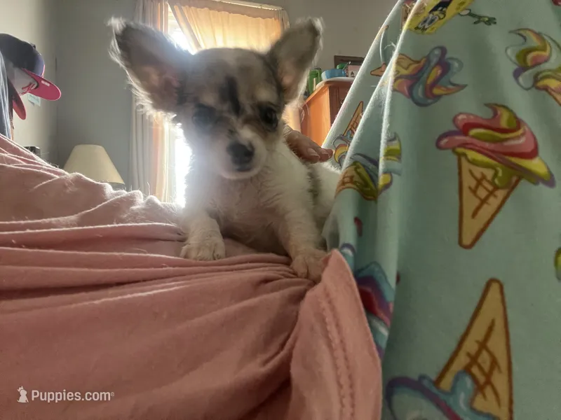 Aura  – Chihuahua puppy for sale in Reading, PA