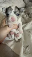 Teacup boy , a male Chihuahua for sale in Reading, PA – 5 of 9