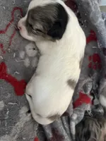Izzy , a male Chihuahua for sale in Reading, PA – 2 of 6