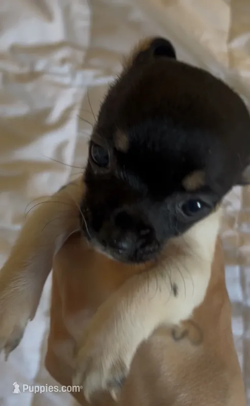 Tina  – Chihuahua puppy for sale in Reading, PA