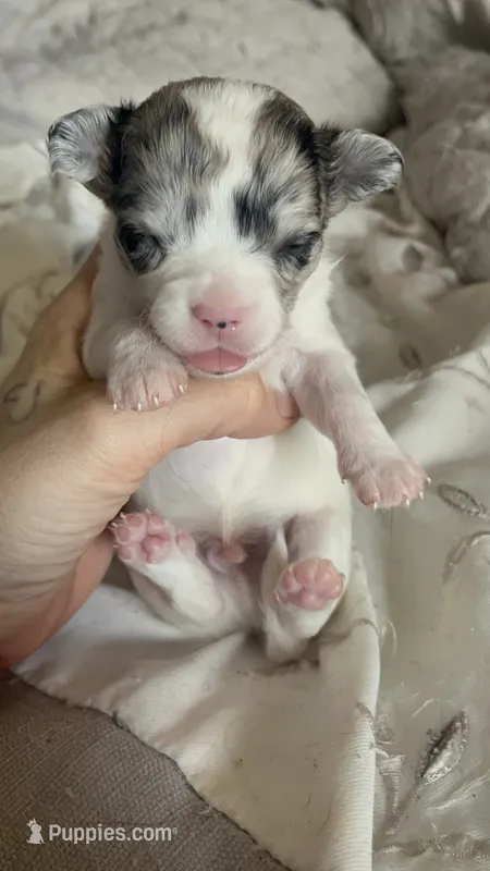 Teacup boy  – Chihuahua puppy on hold in Reading, PA