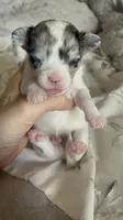 Teacup boy , a male Chihuahua for sale in Reading, PA – 1 of 9
