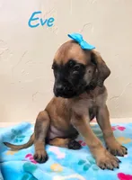 AKC Eve, a female English Mastiff for sale in Neosho, MO – 4 of 7