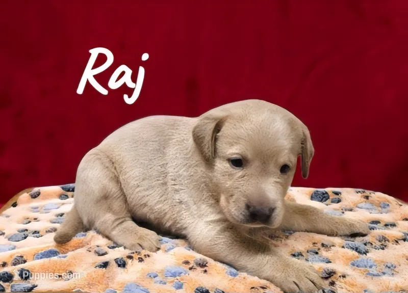 AKC Raj – Labrador Retriever puppy for sale in Neosho, MO