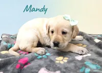 AKC Mandy, a female Labrador Retriever for sale in Neosho, MO – 3 of 5