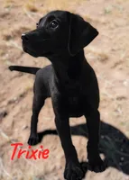AKC Trixie, a female Labrador Retriever for sale in Neosho, MO – 8 of 10